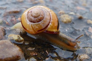 snails